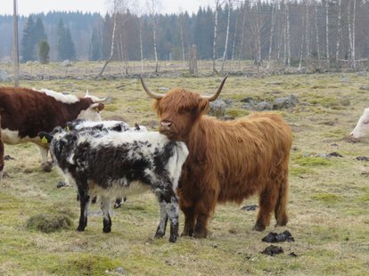 Highland cattle. Betesrådgivning.